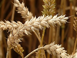 穗,小麦,谷物