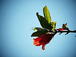 花格拉纳达,花,格拉纳达