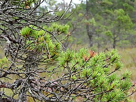 松,blata,泥炭沼泽