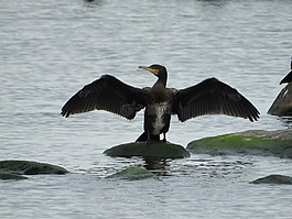 鸕鷀,水鳥,海