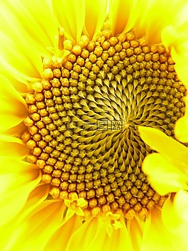 花序,花篮,舌花