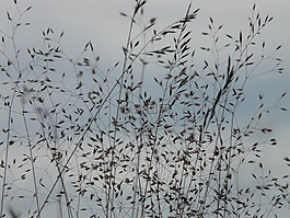 兰草,草,草地
