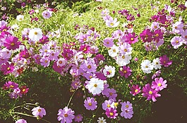 花卉园,秋季,过程