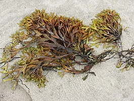 海草,海滩,海