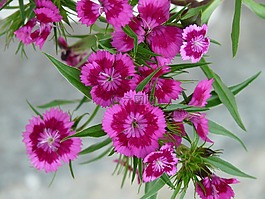 香石竹,花,开花
