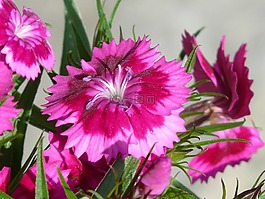 香石竹,花,开花
