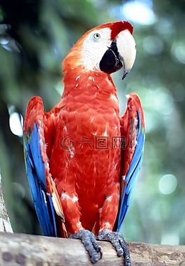 ara,鹦鹉,鸟