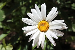 洁白的花朵,盛开,花