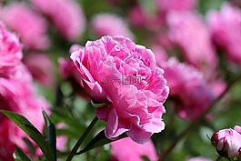 粉色牡丹,牡丹花,牡丹