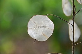 诚实,植物,植物区系