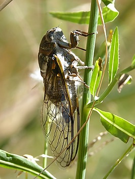 蝉,我cicádido,小龙虾