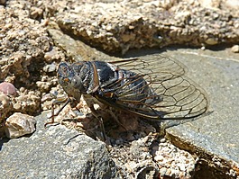 蝉,我cicádido,小龙虾