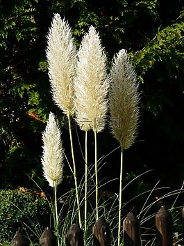 美国 pampasgras,cortaderia selloana,银 pampasgras