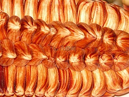 玉米,谷物,农业