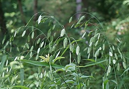 野燕麦,燕麦,野生