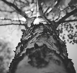 树,桦木,西伯利亚