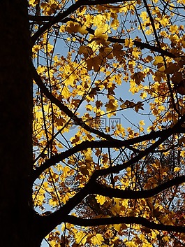 山枫叶,宏碁 pseudoplatanus,枫叶