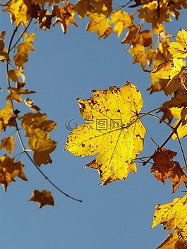 山枫叶,宏碁 pseudoplatanus,枫叶