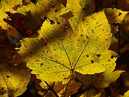 山枫叶,宏碁 pseudoplatanus,枫叶