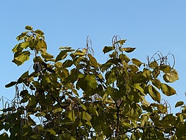 楸树,豆荚,浅绿