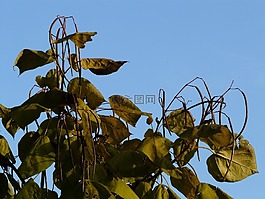 楸树,豆荚,浅绿