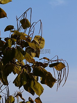 楸树,豆荚,浅绿