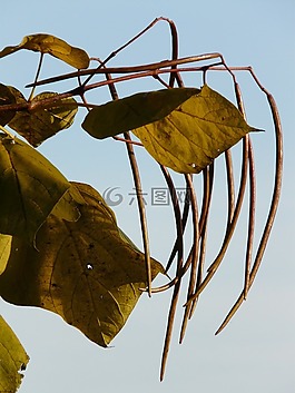 楸树,豆荚,浅绿