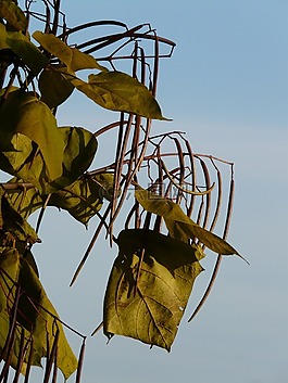 楸树,豆荚,浅绿