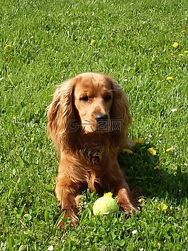 狗,可卡犬,球