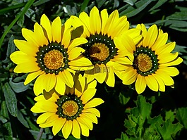 开普篮,osteospermum,非洲雏菊