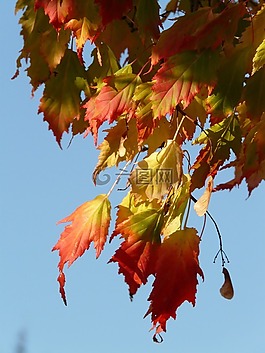 枫叶,宏碁 platanoides,针叶枫叶