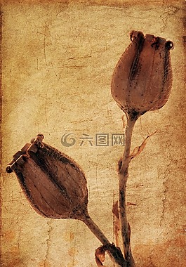 植物,植物区系,杂草