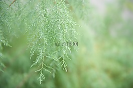 植被,绿色,性质