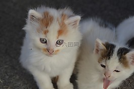 猫,mieze,德国每天指针