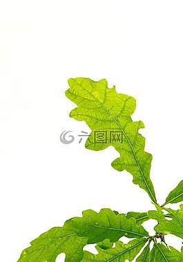 叶子,绿色,橡树叶子