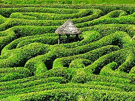 迷宫,迂回,花园