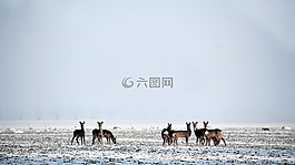 寒冬,鹿,野生