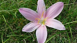花,紫色,六角
