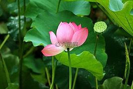 荷花,荷叶,莲花