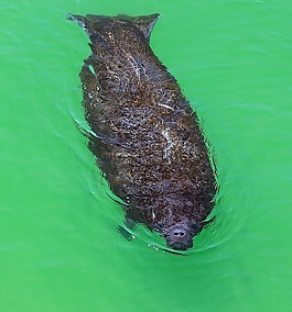 海牛,trichechus,海洋哺乳动物