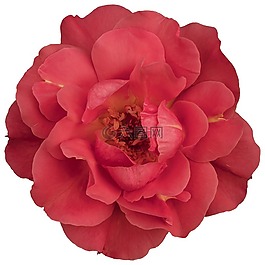 花,粉红色,粉红色的花
