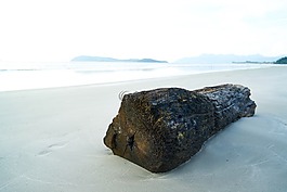 树,褐色,见