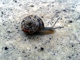 蜗牛,动物,爬网