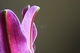 百合,粉红色,关闭了