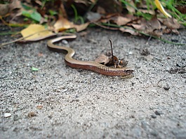 小毒蛇,动物,森林