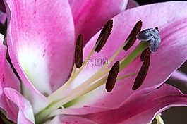 关闭了,粉红色,花