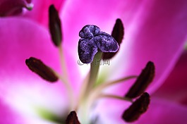 花,关闭了,粉红色