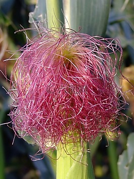 玉米,毛,粉红色