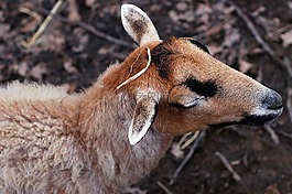 动物,农场,动物园