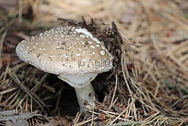 鹅膏菌,蘑菇,圆点